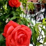Anemone Apartament *