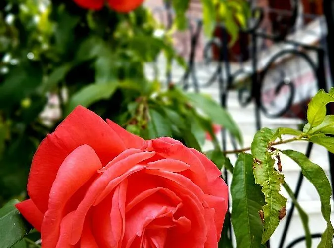 Anemone Apartment *
